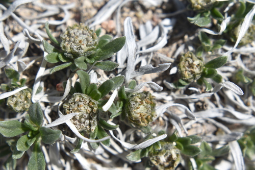 Parthenium alpinum