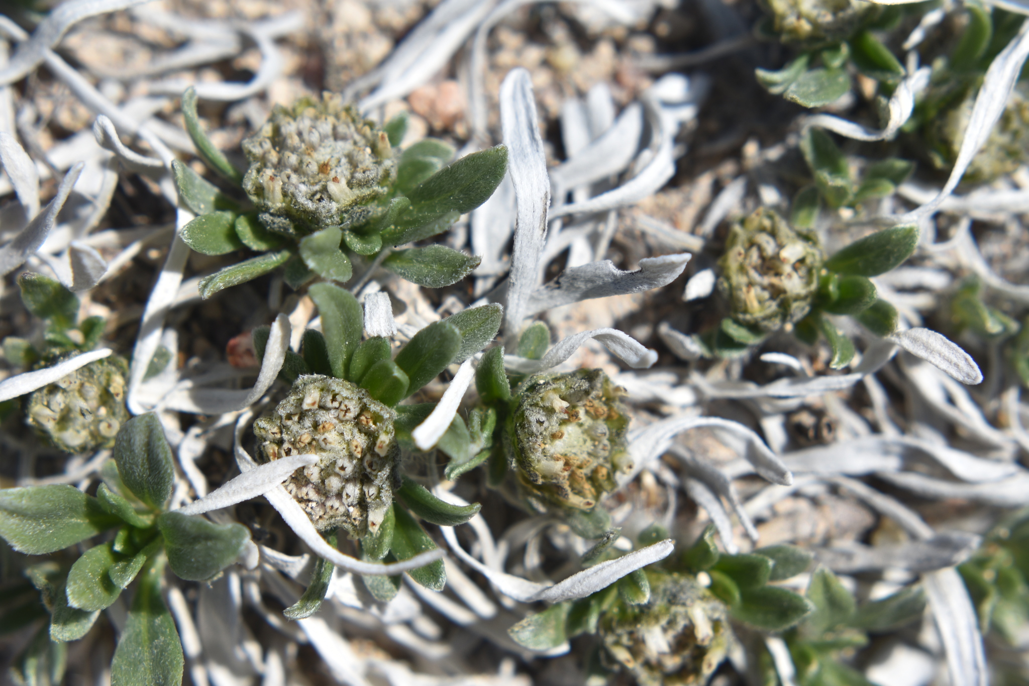 Parthenium alpinum