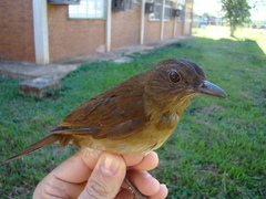 Turdus hauxwelli