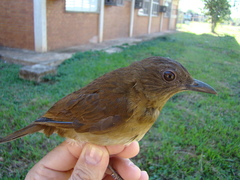 Turdus hauxwelli