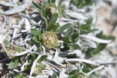 Parthenium alpinum