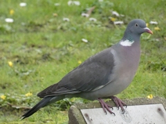 Columba palumbus