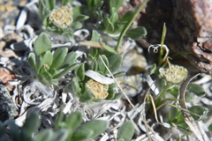 Parthenium alpinum
