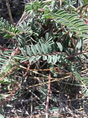 Astragalus eremiticus