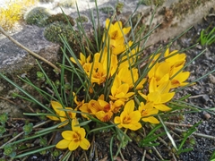 Crocus chrysanthus