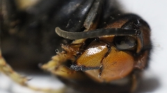 Vespa velutina