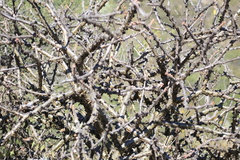 Jatropha neopauciflora