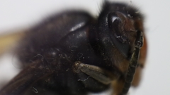 Vespa velutina