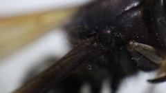 Vespa velutina