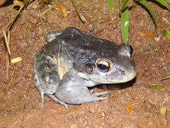 Leptodactylus knudseni