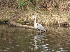 Ardea cinerea