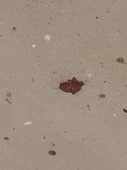 Blattoidae