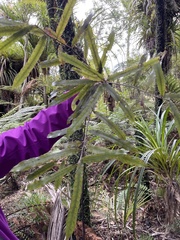 Elaeocarpus dentatus