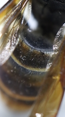 Vespa velutina