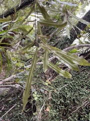 Elaeocarpus dentatus