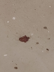 Blattoidae
