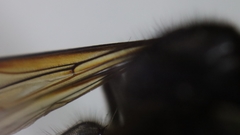 Vespa velutina