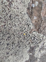 Diplotomma alboatrum