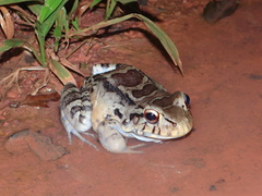 Leptodactylus knudseni