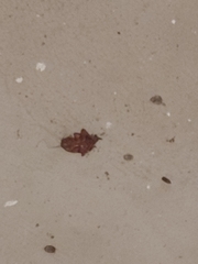 Blattoidae