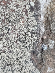 Diplotomma alboatrum