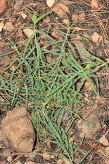 Euphorbia serrata