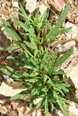 Reseda lanceolata