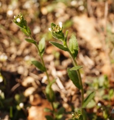 Arabis recta