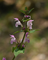 Lamium garganicum