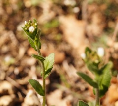 Arabis recta