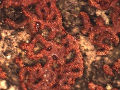 Willkommlangea reticulata