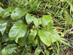 Cestrum macrophyllum