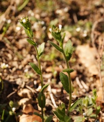 Arabis recta