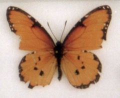 Danaus chrysippus dorippus