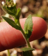 Arabis recta