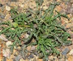 Reseda phyteuma