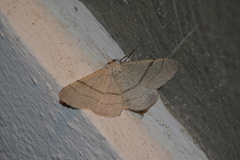 Adactylotis gesticularia