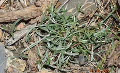 Convolvulus lanuginosus