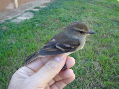 Cnemotriccus fuscatus