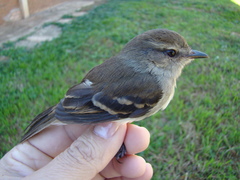 Cnemotriccus fuscatus