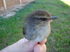 Cnemotriccus fuscatus