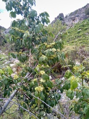Psydrax parviflora