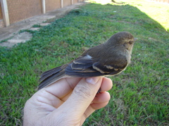 Cnemotriccus fuscatus