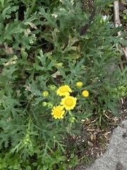 Senecio squalidus