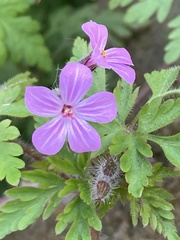 Geranium robertianum