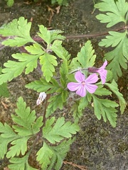Geranium robertianum