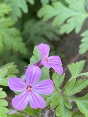 Geranium robertianum