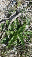 Cirsium pumilum