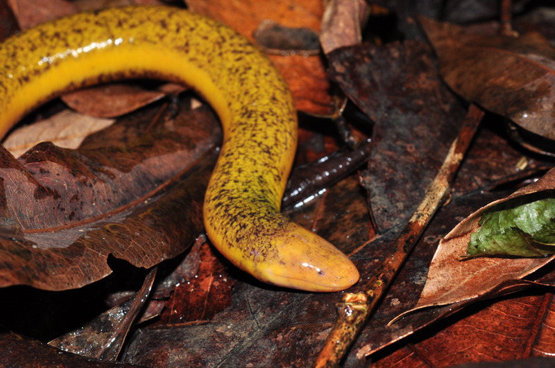 Beaked Caecilians