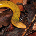 Beaked Caecilians - Photo (c) Pedro Ivo, some rights reserved (CC BY-NC), uploaded by Pedro Ivo